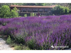 宛鑫园林  蓝花鼠尾草 鞍山宿根花卉基地 鼠尾草小苗批发图3