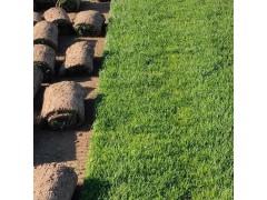 高羊茅草坪草皮批发 宁夏高羊茅草坪草皮 宁夏草坪批发基地图1