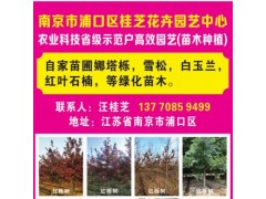 供应自家苗圃娜塔栎苗 红栎树 红栎精品树 娜塔栎大树图1