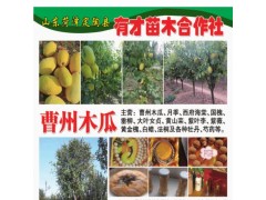 曹州木瓜基地 专供木瓜 菏泽木瓜基地 有才苗木合作社 木瓜树图1