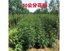 50公分花椒 焦作花椒树批发 花椒树 盛兴苗木大量供应花椒树图1