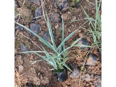 花叶芦苇 花叶芦苇基地供应 鞍山俽源宿根花卉基地出售芦苇苗图1