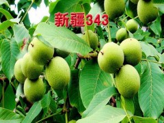 清香核桃苗/香玲核桃苗/新疆343核桃苗/中林核桃苗图3