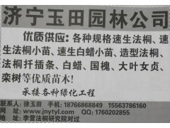 各种规格速生法桐、速生法桐小苗、速生白蜡小苗现货供应图1