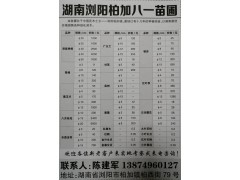 供应移栽香樟20-50公分，八一苗圃专供移栽香樟树、香樟树图1