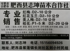 安徽合肥志坤苗木专业销售红梅D2-10公分 红梅基地图1