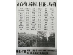 供应红叶石楠球/柱1-2米 安徽红叶石楠球、红叶石楠柱基地图1