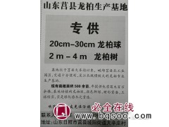 山东莒县龙柏生产基地专供20cm-30cm龙柏球图1