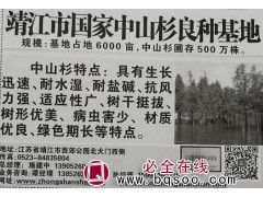 供应中山杉，6000亩中山杉500万株现货供应图1