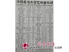 佳木园艺供应金叶女贞、日本女贞球P20-60-100m现货图1