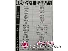 常州沈氏苗圃大叶黄杨球P1-1.2-1.5-1.8-2米现货图1