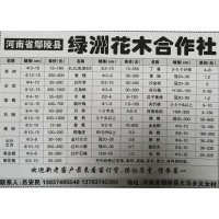 供应3-15公分栾树精品树 鄢陵绿洲花木 北栾现货供应 栾树