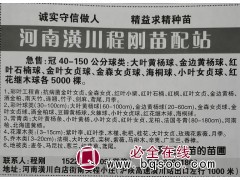 河南潢川程刚苗配站急售冠40-150公分大叶黄杨 金边黄杨球图1