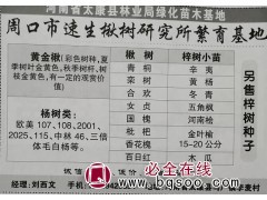 供107/108/2001/2025速生杨系列，杨树小苗大量图1