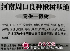 专供楸树，主销1-40公分金丝楸、豫楸、速生楸、灰楸、梓树图1