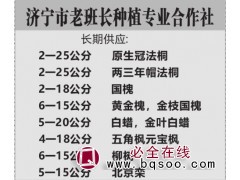 长期供应2-25公分原生冠法桐 两三年帽法桐 老班长法桐图1