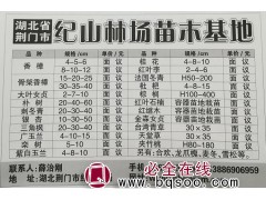 供应4-12公分香樟树15-40公分骨架香樟树 湖北纪山林场图1