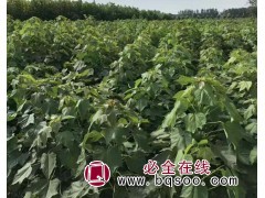 现繁育有3-16公分的楸树苗500万株 克祥楸树基地图1