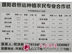 速生法桐3-8公分14000棵 河南法桐基地 濮阳恒运法桐图1