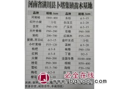 含笑P60-150价格表 含笑基地 卜塔集镇苗木基地含笑球图1