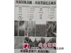 河南尉氏国林苗圃主营楸树1-16公分 开封楸树基地 楸树价格图1