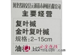 供应2-15cm复叶槭 金叶复叶槭苗 复叶槭基地 河北苗木网图1