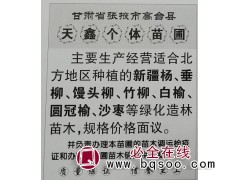 甘肃苗木网 供应新疆杨 1-5公分新疆杨苗木 新疆杨基地图1