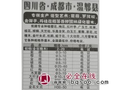 桢楠(金丝楠木)2-20 成都金丝楠木供应 金丝楠木现货供应图1