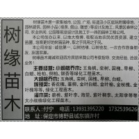 河北国槐价格 河北苗木网 保定国槐基地 速生国槐苗 精品国槐