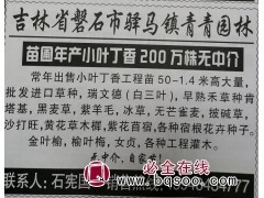 年产小叶丁香200万株无中介常年出售小叶丁香 吉林苗木网图1