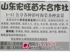 1-12公分各种彩叶海棠各种盆景 山东苗木网 宏旺苗木合作社图1