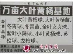 烟台苗木网 万亩大叶黄杨基地 专业供应大叶黄杨苗 黄杨球图1