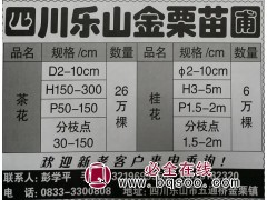 四川茶花苗 2-10公分茶花价格 四川苗木网 乐山金栗苗圃图1