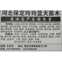 保定苗木网 保定玲玲蓝蓝天苗木 供应长枝榆、裂叶榆精品苗木