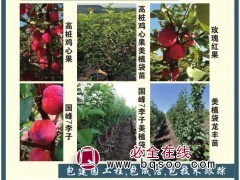 忠清家庭农场大量供应苹果树营养钵苗，美植袋大苗 苹果树图1