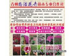 常年供应上亿株各种营养杯工程苗 尚浩花卉 宿根花卉苗 草花苗图1