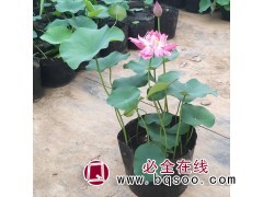 荷花盆批发 29*22荷花盆现货供应 天艺塑料制品厂 荷花盆图1