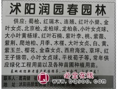 江苏沭阳润园春园林供应蜀桧、红瑞木 江苏苗木网 沭阳苗木基地图1