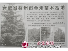 雪松绿化苗 滁州苗木网 滁州金禾苗木专供雪松大树 造型树图1