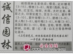 供应樱花、红叶樱花3-15、青岛苗木网、青岛诚信园林苗圃图1