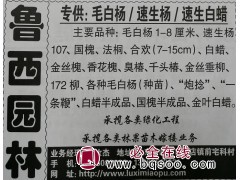 速生杨107苗，渤丰一号苗，鲁林9号苗 山东苗木网速生杨价格图1