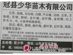 供应速生杨、107杨小苗，聊城苗木网 聊城速生杨 毛白杨图1