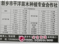 供应楸树2-4cm 河南苗木网 平洋苗木专供楸树、梓树苗图1