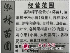 供应当年省樟子松苗 泓林苗圃 东北樟子松苗价格表 樟子松苗图1