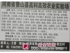 供应千头椿精品树，庐山高科高效农业试验场 河南苗木网图1