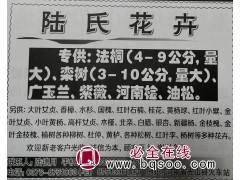 法桐4-9公分量大 陆氏花卉 河南苗木网 信阳苗木基地图1