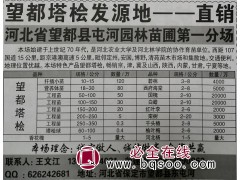 塔桧苗 望都塔桧扦插小苗 60-100公分塔桧球 河北苗木网图1