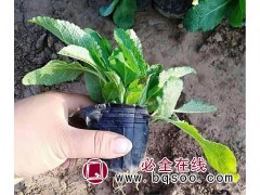 鞍山蓝花鼠尾草批发 宿根鼠尾草价格 东北耐寒花卉 鼠尾草苗图1