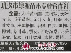 大叶黄杨球、黄杨苗、瓜子黄杨供应 河南苗木网 绿源苗圃图1