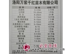 供应白皮松3-4.5m3万株 河南苗木网 洛阳万紫千红苗木图1